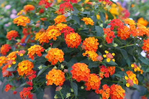Flowers with an Initial 'L'