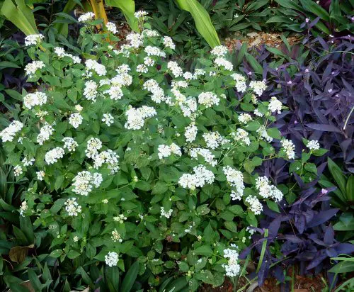 best Floridian Native Trees and Plants