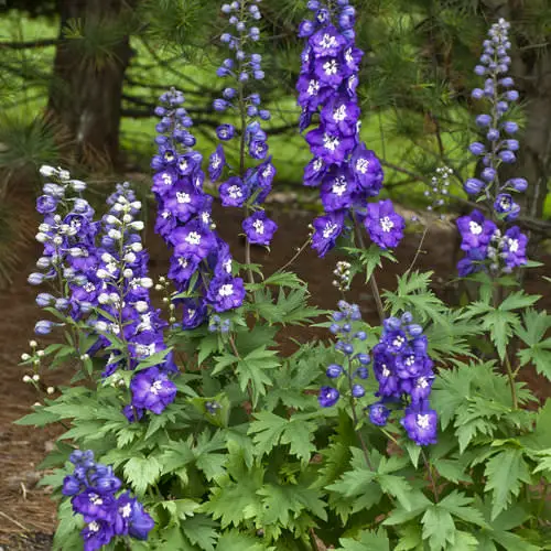 beautiful Flowers that Start with 'L'