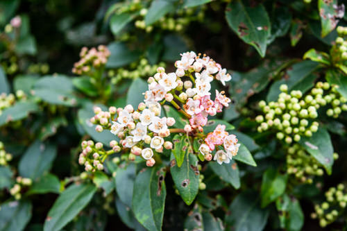 beautiful Flowers with an Initial 'L'