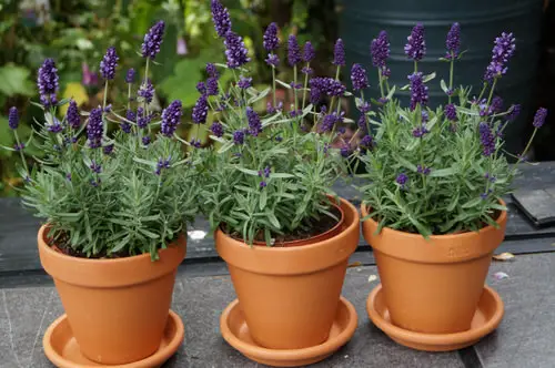 Flowers that Start with 'L'