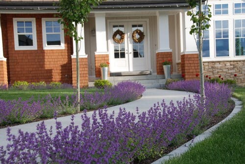 Colorful Outdoor Plants for Patio & Porch 21