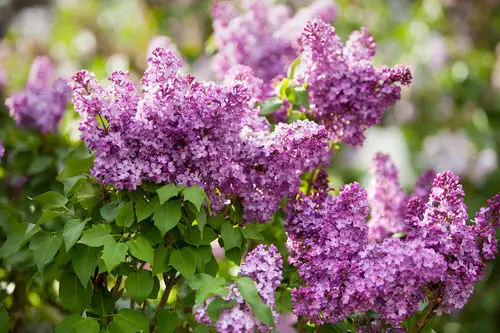 top Amazing Flowers that Start with 'L'