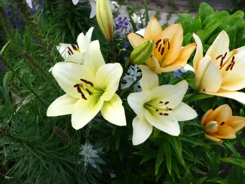 Beautiful Blossoms that Begin with l