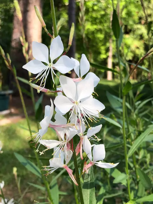 White Flowers that Start with 'L'
