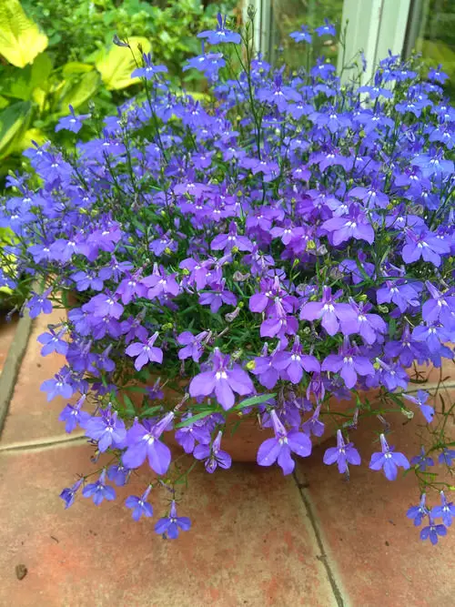 beautiful Blue Flower Names & Images 