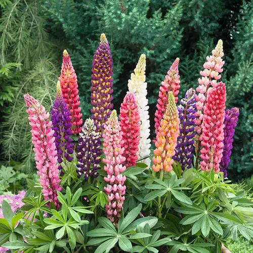 Flowers with a 'L' at the Beginning