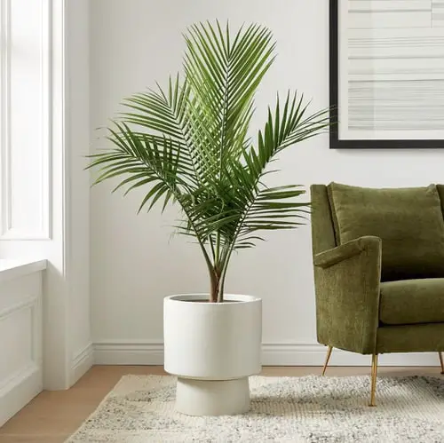 Is Majesty Palm Toxic to Cats