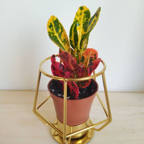 Houseplants with Red Stripes