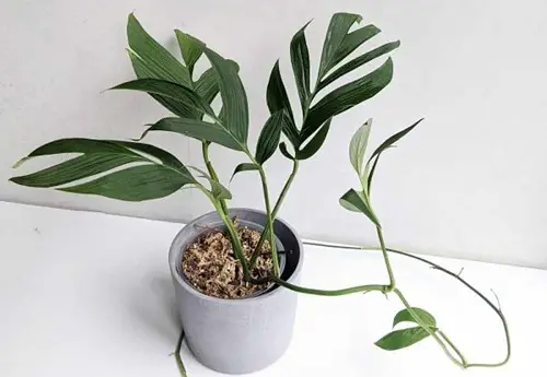 Types of Monstera-Spruceana