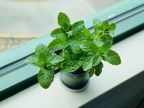 Lucky Indoor Plants for Kitchen 
