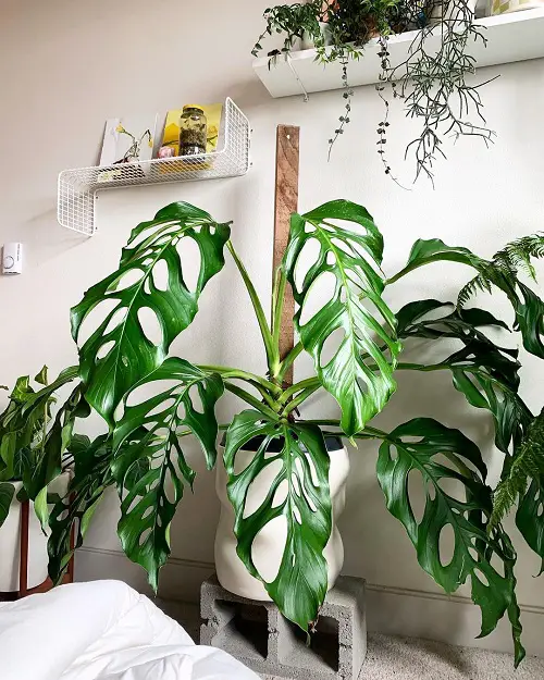 Types of Monstera-Acacoyaguensis in Pot