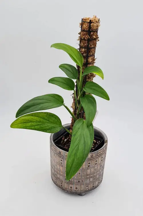 Types of Monstera- Disccecta in pot
