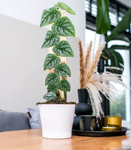 Amazing People Generally Don't Grow These Cool Indoor Vines and Climbers