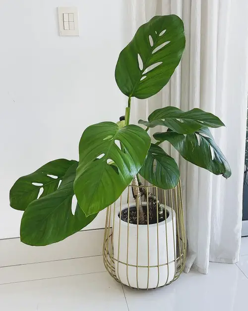 Types of Monstera-Lechleriana