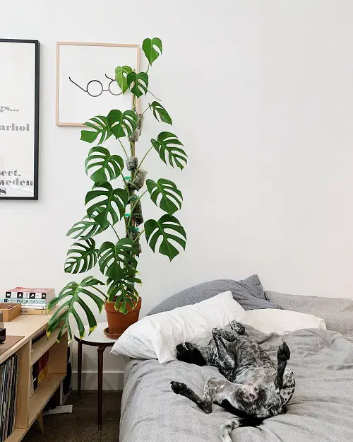 Best monstera trellis ideas 4