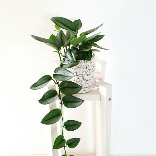 top Beautiful Indoor Climbers and Vines That People Usually Don't Grow
