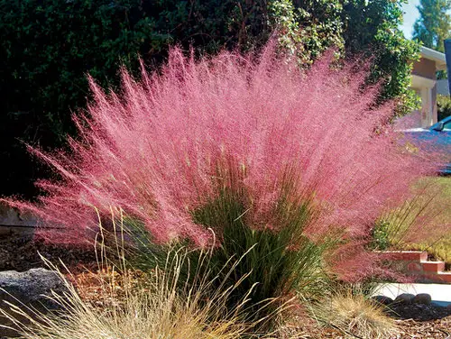 top Native Florida Plants and Trees