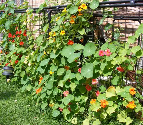 Flowers that Start with 'N'