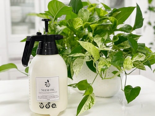 Use Neem Oil for Indoor Plants