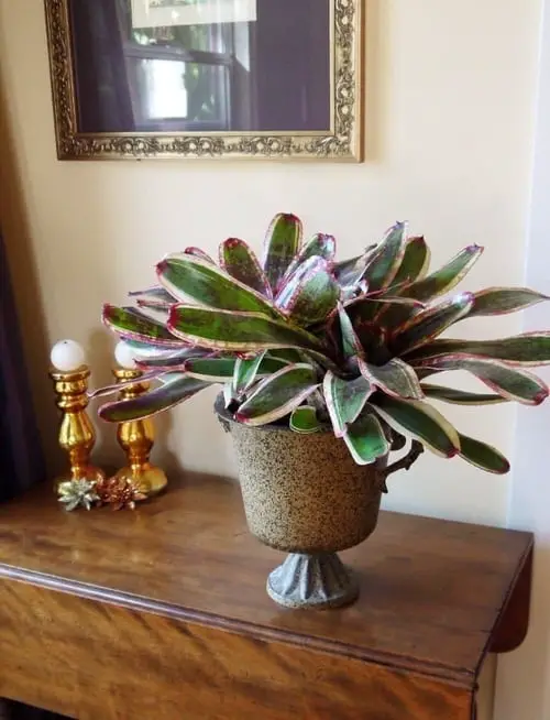 lovely Bromeliads Anyone Can Grow Easily Indoors
