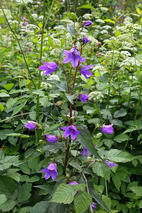 top Gorgeous Blossoms that Begin with 'N'
