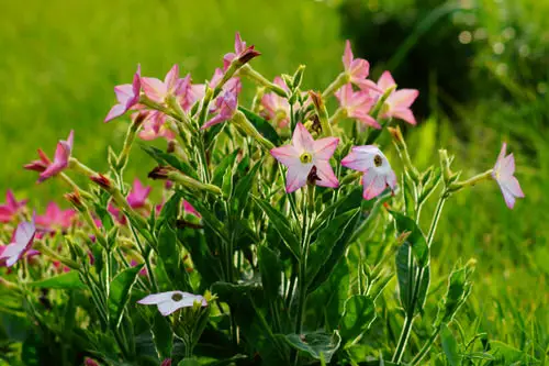 Flowers that Start with 'N'