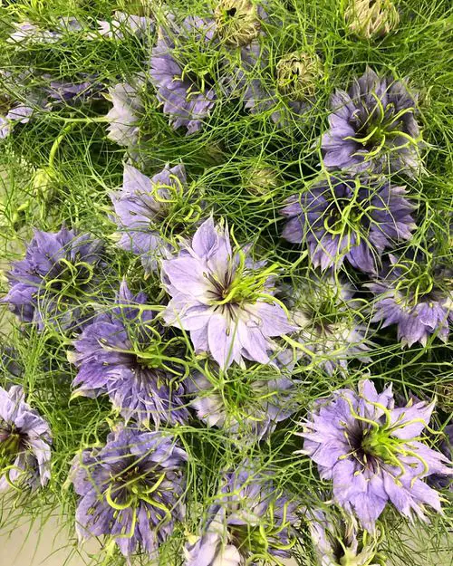 Gorgeous Flowers with a 'N' at the Beginning