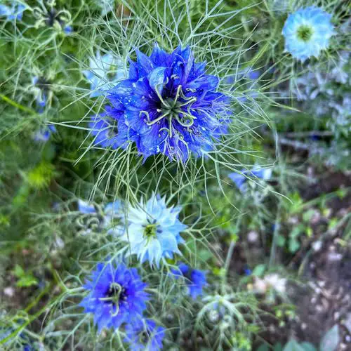 Fast Growing Flowers in garden 4