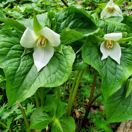 Gorgeous Flowers with a 'N' Origin