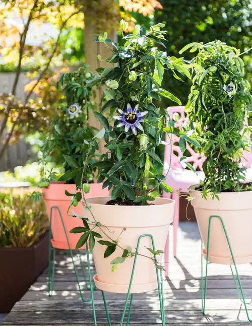finest native trees and plants in Florida