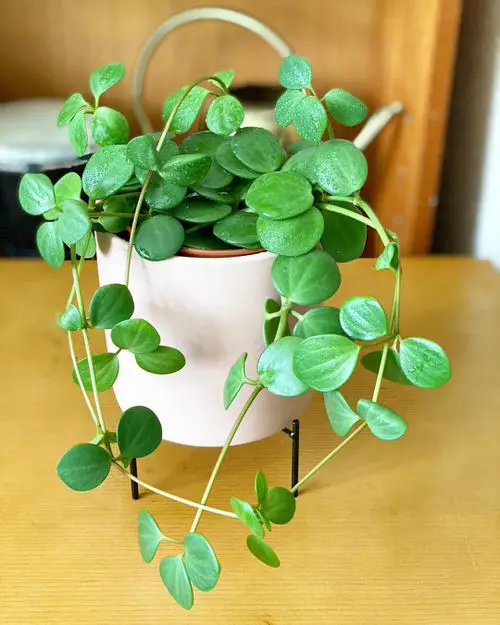 Peperomia Hope Care and Growing Tips 3