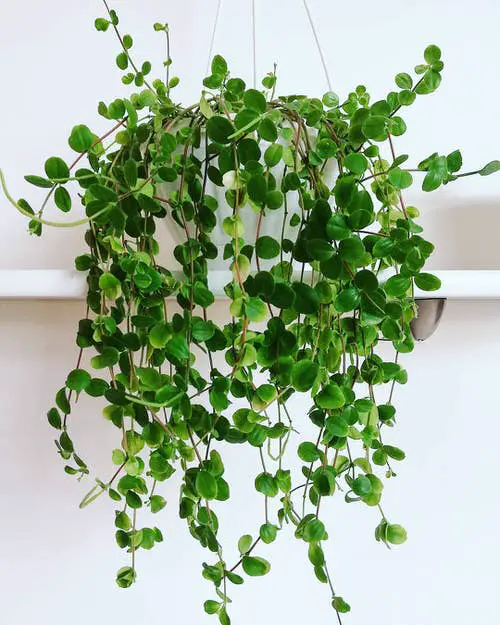 Peperomia Hope Care and Growing Tips