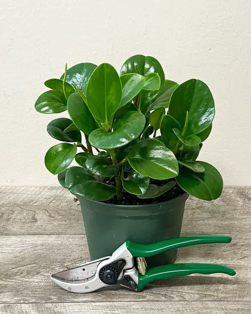 How to Grow Baby Rubber Plant