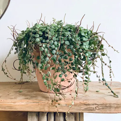 Indoor Plants with Coin-Shaped Leaves 5