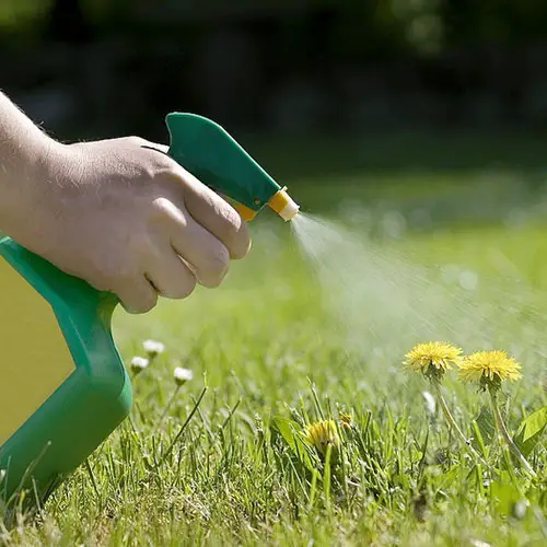 Hydrogen Peroxide Uses in the Garden 4