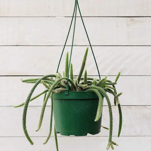 top Hanging Houseplants that Won't Die Easily