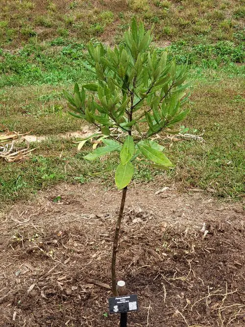 top Trees and Plants Native to Florida