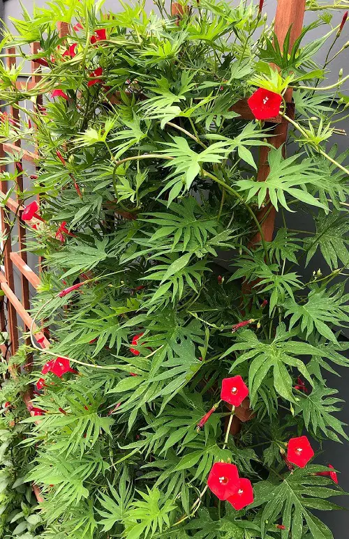Red Morning Glory Flower Care