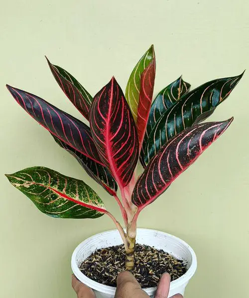 top Stunning Houseplants with Red Stripes