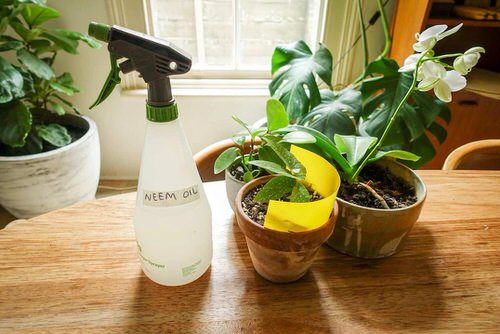 Repel Fungus Gnats