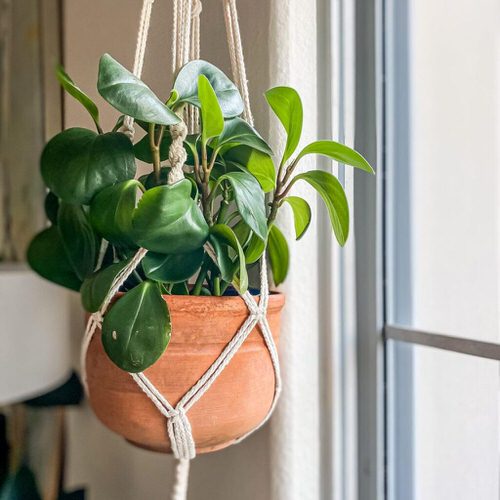 Peperomia obtusifolia 3