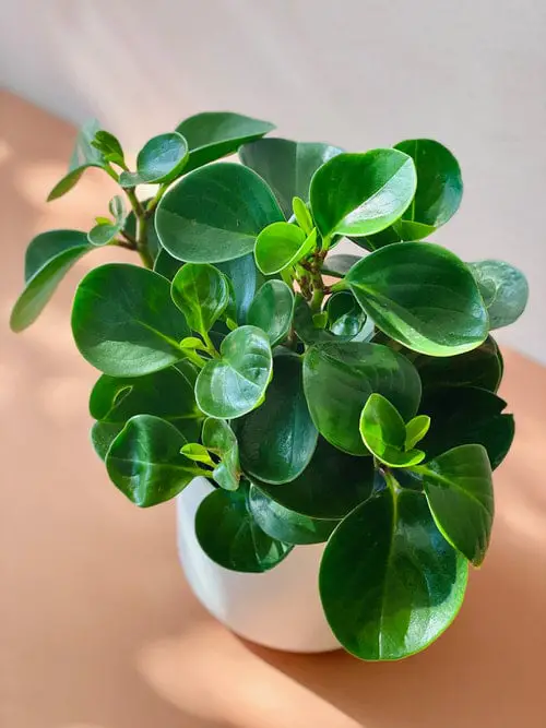 How to Grow Baby Rubber Plant 2