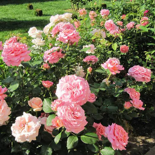 How to Grow Roses from Cuttings