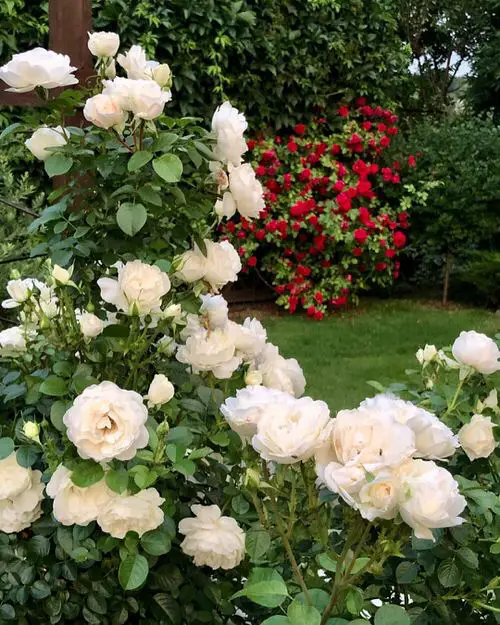 image showing white roses