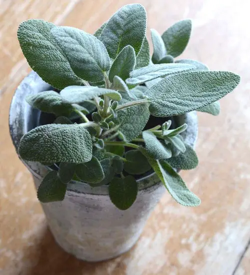 beautiful  Lucky Indoor Plants for Kitchen 