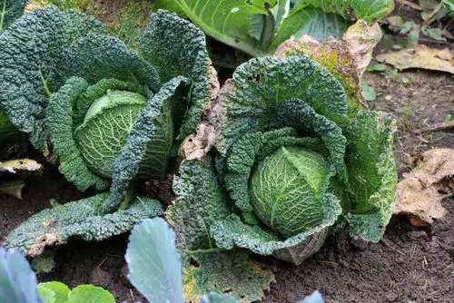 best Undiscovered Man-Made Vegetables!