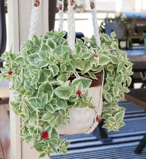 Best Hanging Succulents with Pictures