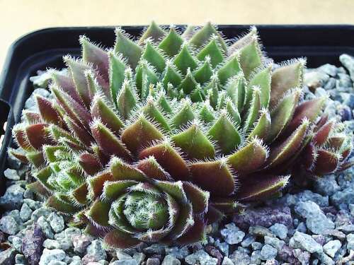 Types of Sempervivums 4