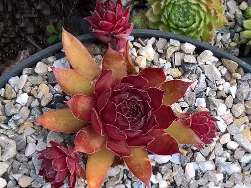 Types of Sempervivums